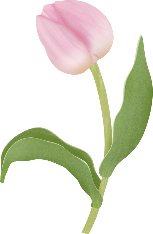 Tulip Flower