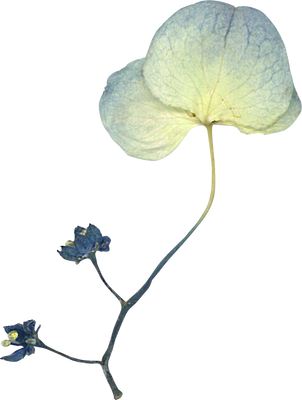 Pressed hydrangea flower